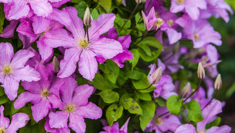 Clematis, la pianta rampicante dal portamento elegante