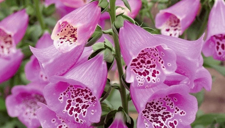 Invidia, calunnia, falsità: l’insospettabile linguaggio dei fiori