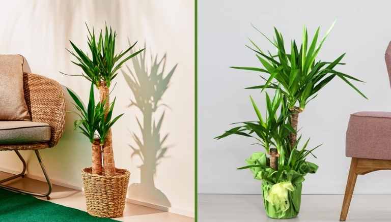 Yucca: caratteristiche e cura di questa pianta 