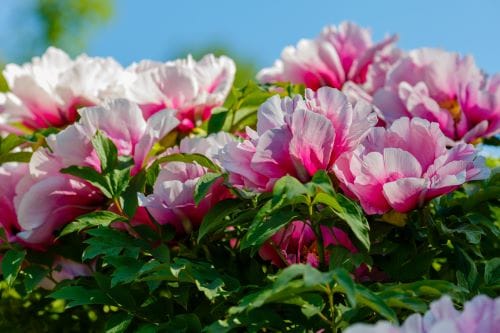 Primo piano peonie rosa e bianche in giardino da essiccare