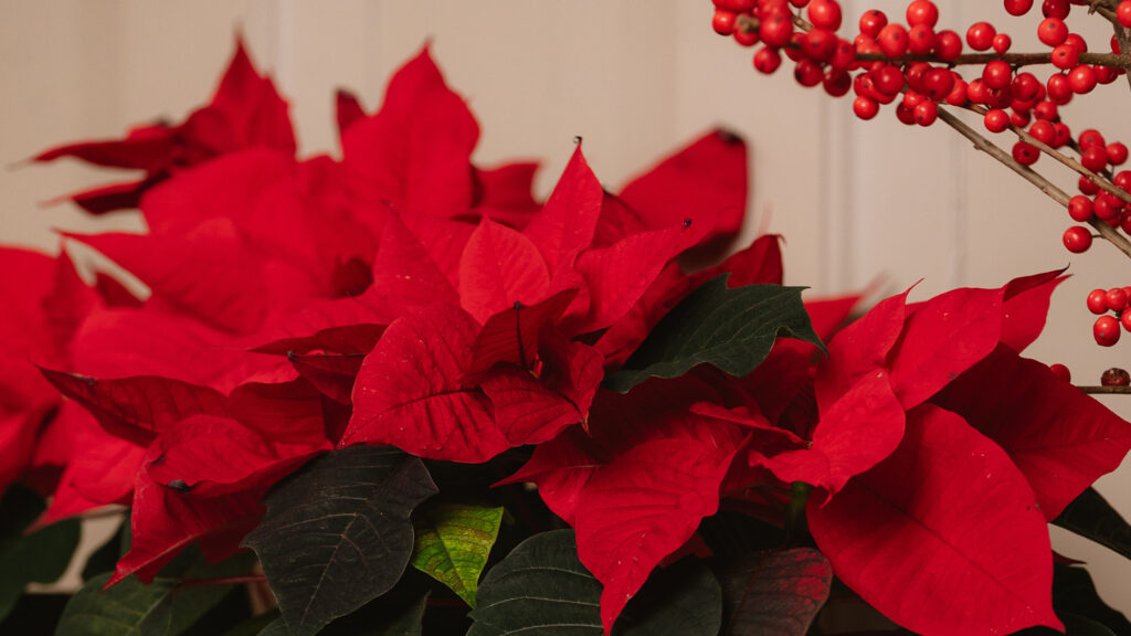 Foglie stella di natale