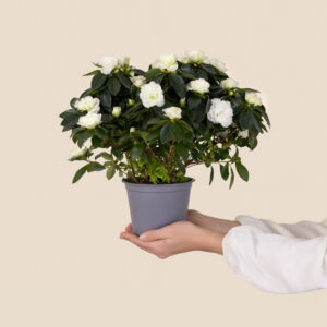 Blossom Bucket Statuetta Angelo Custode Con Piuma E Scritta Grace-zia - Ornamento In Resina Multicolore, Regalo Per Lei