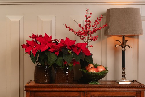 Stella di Natale rossa in vaso appoggiata su una credenza con decorazioni natalizie e bacche rosse