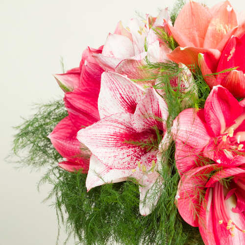 Dettaglio ravvicinato di un bouquet di Amaryllis rosa striati e bianchi arricchito con rami di felce verde soffice