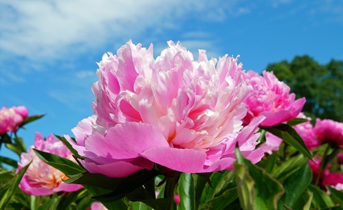 Primo piano di peonia rosa in fiore all’aperto con cielo azzurro sullo sfondo