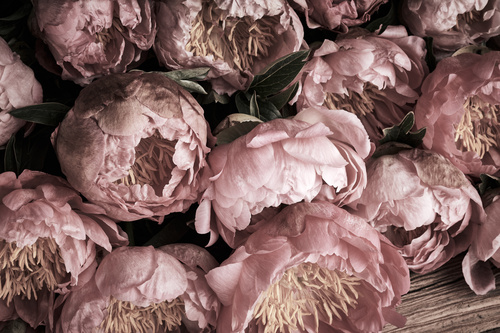 Primo piano di peonie rosa appassite, ideali da essiccare per conservarne la bellezza nel tempo