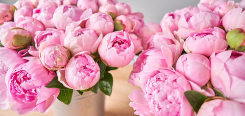 Primo piano di peonie rosa in fiore, fresche e voluminose, disposte in vaso