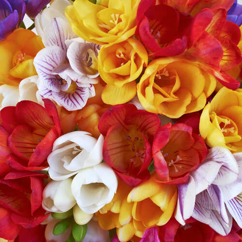 fiori di luglio colorati