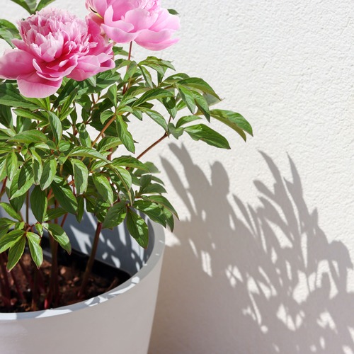 vaso con peonie rosa