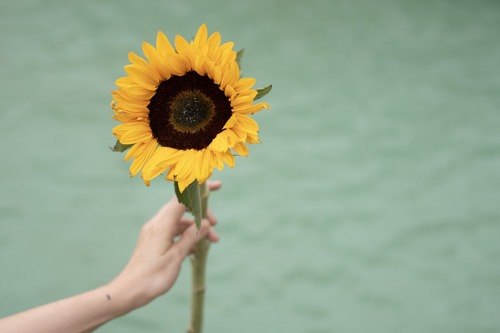mano che regge un girasole