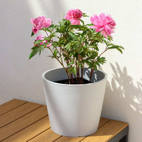pianta peonia con tutore