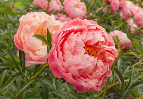 peonie arancioni