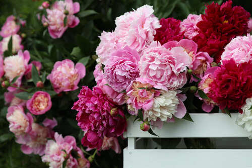 peonie rosa, fucsia e bianche