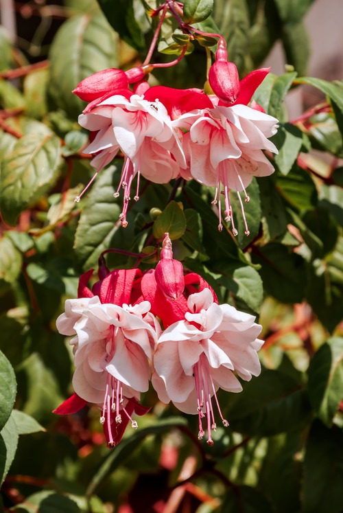 pianta di fuchsia rosa