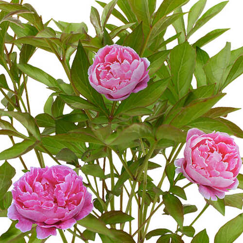 pianta rosa peonie