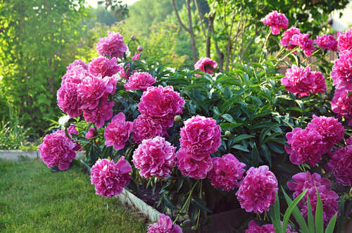 pianta di peonie