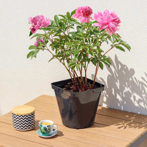 vaso di peonie rosa