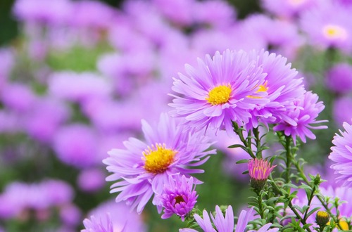 Dettaglio dei fiori della pianta dell'aster
