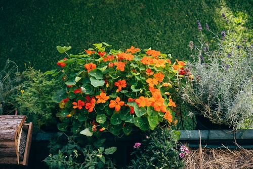 Pianta di nasturzio con fiori colorati gialli e arancioni