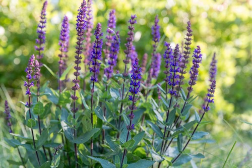Pianta di salvia fiorita