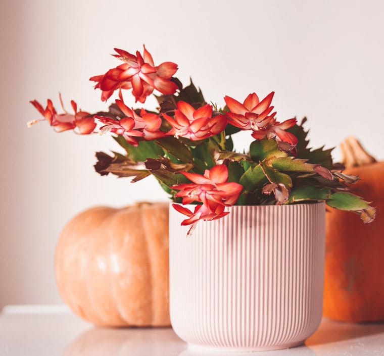 Schlumbergera, il cactus di Natale