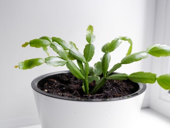 Moltiplicare il cactus di Natale (Schlumbergera) per talea